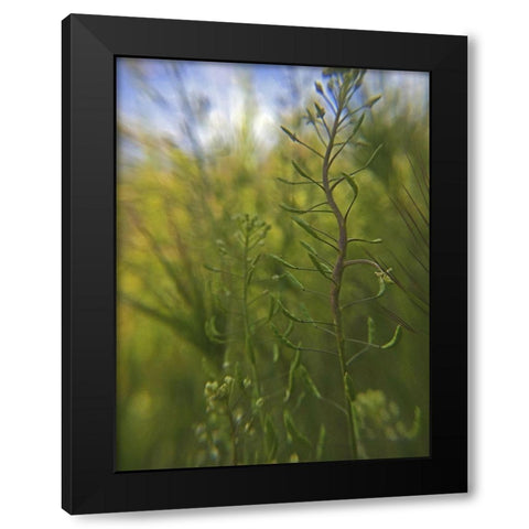 Wildflowers Macro I Black Modern Wood Framed Art Print by Popcorn