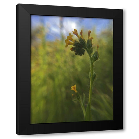 Wildflowers Macro II Black Modern Wood Framed Art Print with Double Matting by Popcorn