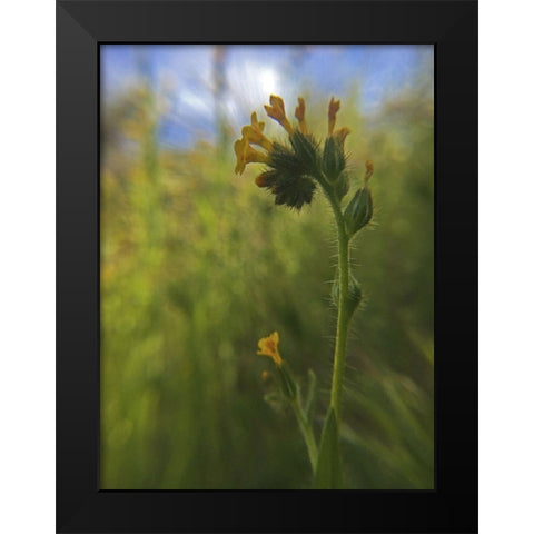Wildflowers Macro II Black Modern Wood Framed Art Print by Popcorn