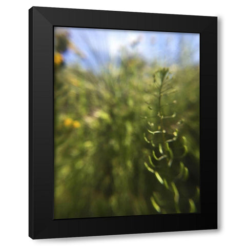 Wildflowers Macro IV Black Modern Wood Framed Art Print by Popcorn