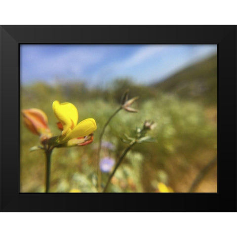 Wildflowers XXX Black Modern Wood Framed Art Print by Popcorn