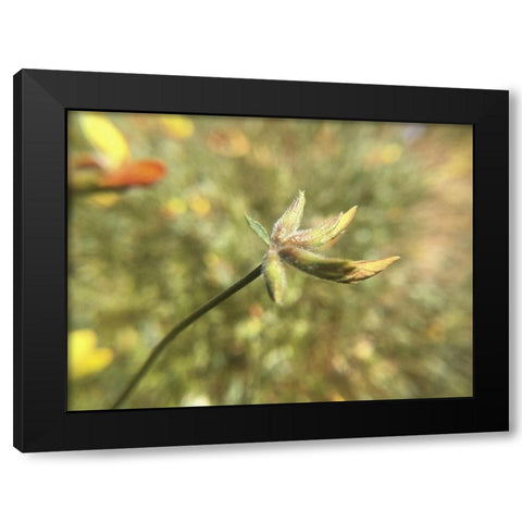 Wildflowers XXXI Black Modern Wood Framed Art Print with Double Matting by Popcorn