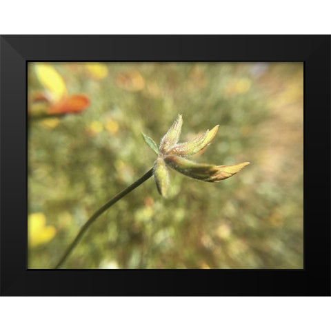 Wildflowers XXXI Black Modern Wood Framed Art Print by Popcorn