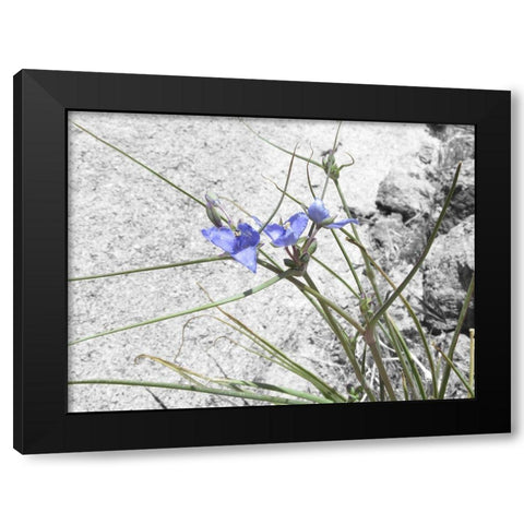 Wildflowers Collage I Black Modern Wood Framed Art Print with Double Matting by Popcorn
