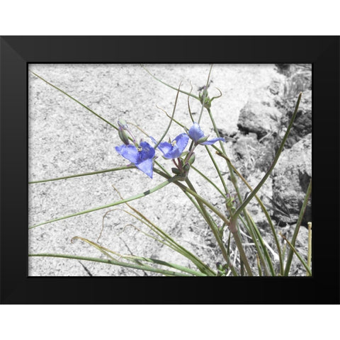 Wildflowers Collage I Black Modern Wood Framed Art Print by Popcorn