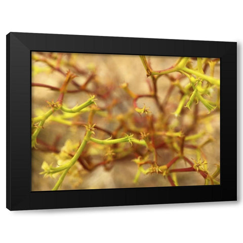 Wildflowers XXIX Black Modern Wood Framed Art Print with Double Matting by Popcorn