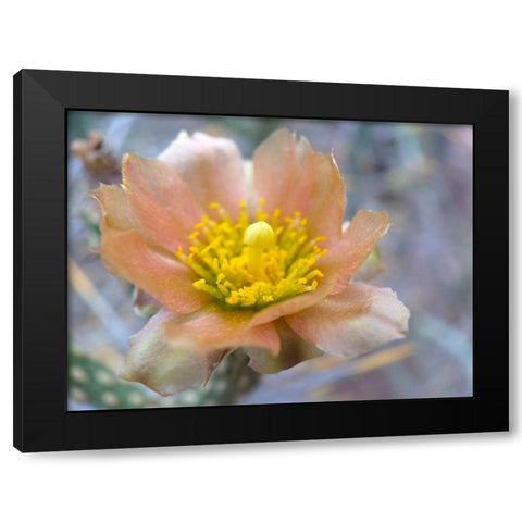 Cactus Flower II Black Modern Wood Framed Art Print with Double Matting by Popcorn