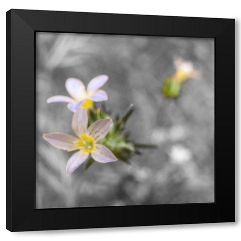 Wildflowers BandW VIII Black Modern Wood Framed Art Print with Double Matting by Popcorn