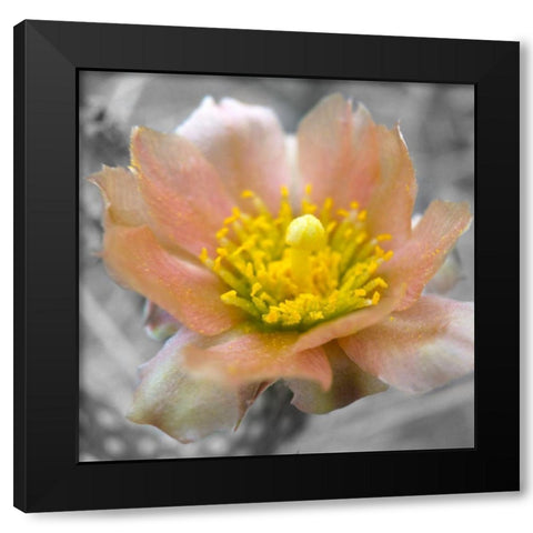 Cactus Flower BandW I Black Modern Wood Framed Art Print by Popcorn