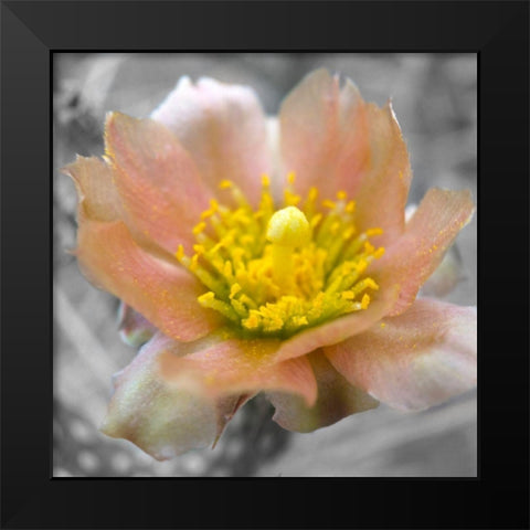 Cactus Flower BandW I Black Modern Wood Framed Art Print by Popcorn