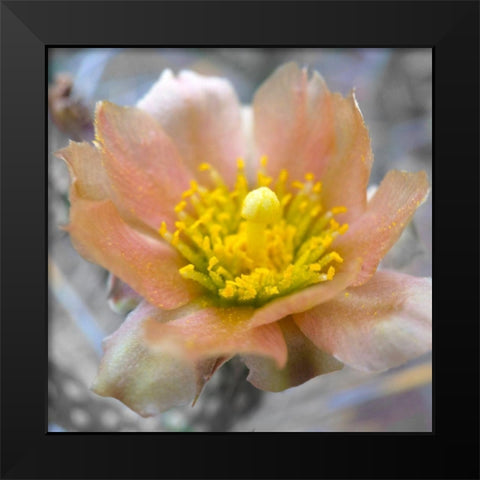 Cactus Flower BandW II Black Modern Wood Framed Art Print by Popcorn