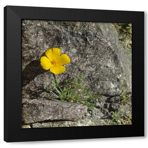 Poppy  Black Modern Wood Framed Art Print by Popcorn