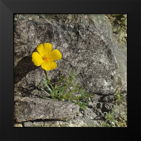 Poppy  Black Modern Wood Framed Art Print by Popcorn