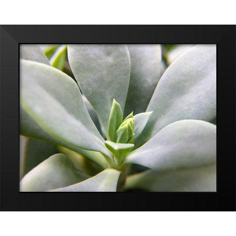 Rock Purslane Black Modern Wood Framed Art Print by Popcorn