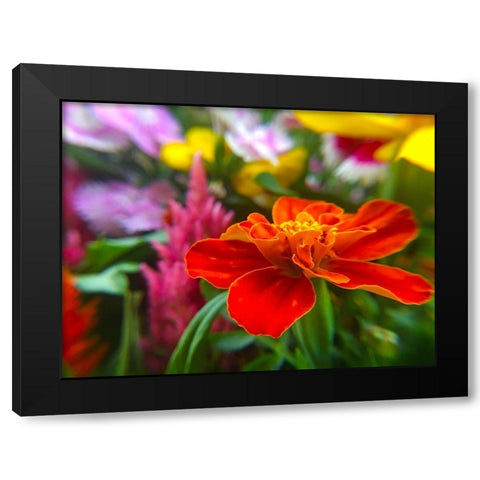 Garden Flowers Black Modern Wood Framed Art Print with Double Matting by Popcorn