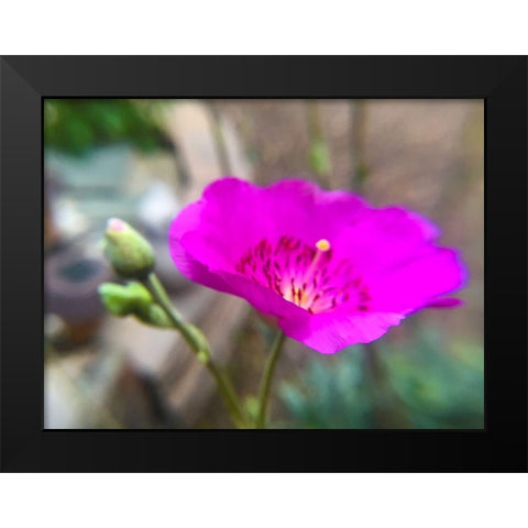 Rock Purslane Bloom II Black Modern Wood Framed Art Print by Popcorn
