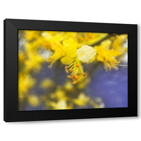 Tree In Bloom I Black Modern Wood Framed Art Print by Popcorn