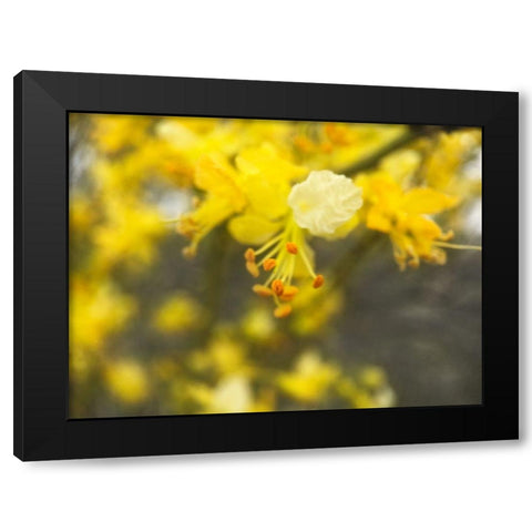 Tree In Bloom II Black Modern Wood Framed Art Print by Popcorn