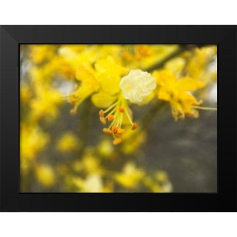 Tree In Bloom II Black Modern Wood Framed Art Print by Popcorn