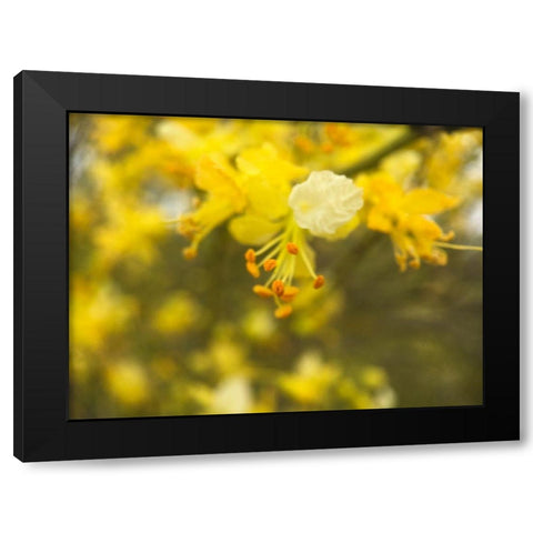 Tree In Bloom III Black Modern Wood Framed Art Print by Popcorn