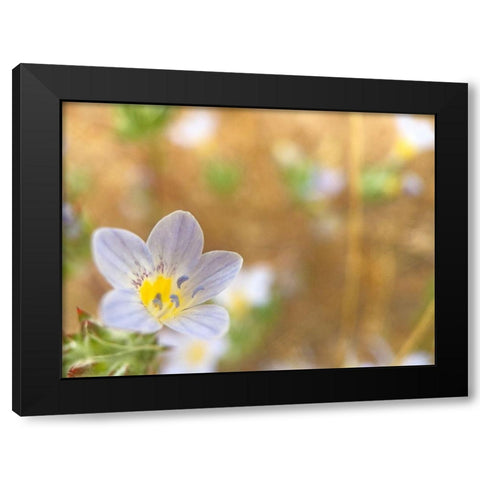 Purple Flower II Black Modern Wood Framed Art Print with Double Matting by Popcorn