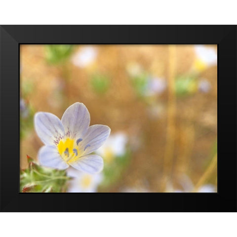 Purple Flower II Black Modern Wood Framed Art Print by Popcorn