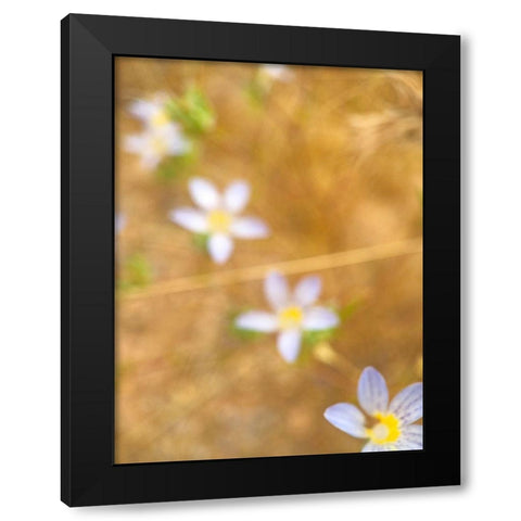 Purple Flower IV Black Modern Wood Framed Art Print with Double Matting by Popcorn