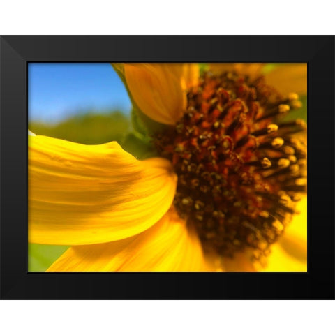 Sunflower I Black Modern Wood Framed Art Print by Popcorn