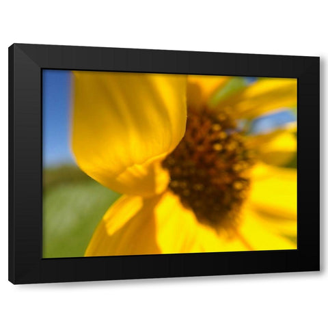 Sunflower II Black Modern Wood Framed Art Print with Double Matting by Popcorn