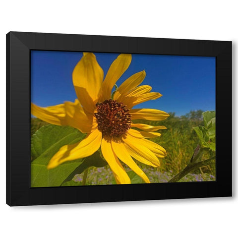 Sunflower IV Black Modern Wood Framed Art Print with Double Matting by Popcorn