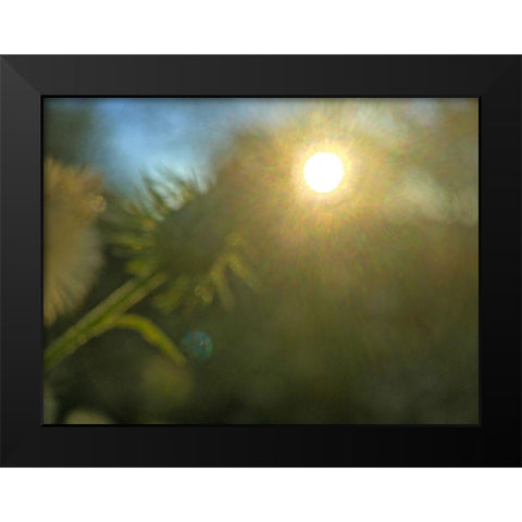Golden Hour I Black Modern Wood Framed Art Print by Popcorn