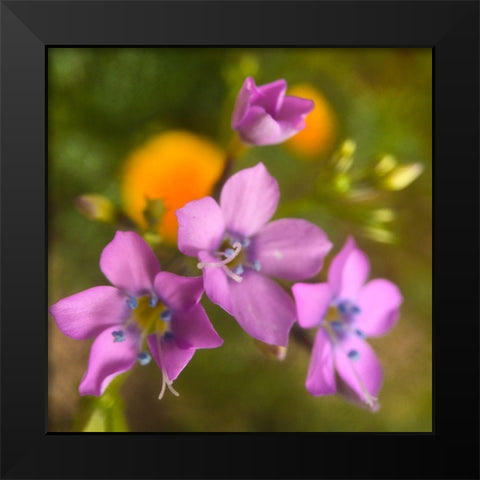 Purple Flower Blue Anthers I a Black Modern Wood Framed Art Print by Popcorn