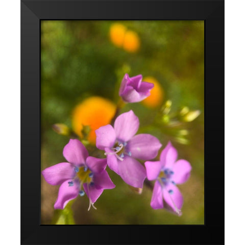 Purple Flower Blue Anthers I b Black Modern Wood Framed Art Print by Popcorn