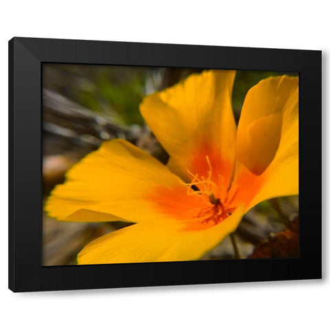 Poppy Black Modern Wood Framed Art Print by Popcorn