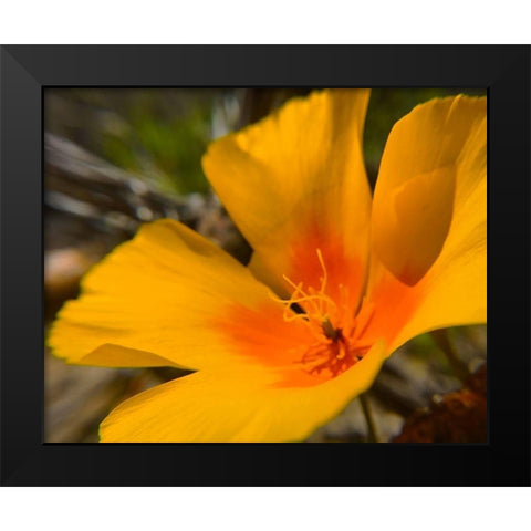 Poppy Black Modern Wood Framed Art Print by Popcorn