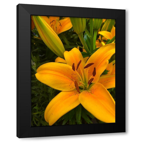 Yellow Lilly Black Modern Wood Framed Art Print with Double Matting by Popcorn