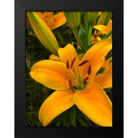 Yellow Lilly Black Modern Wood Framed Art Print by Popcorn