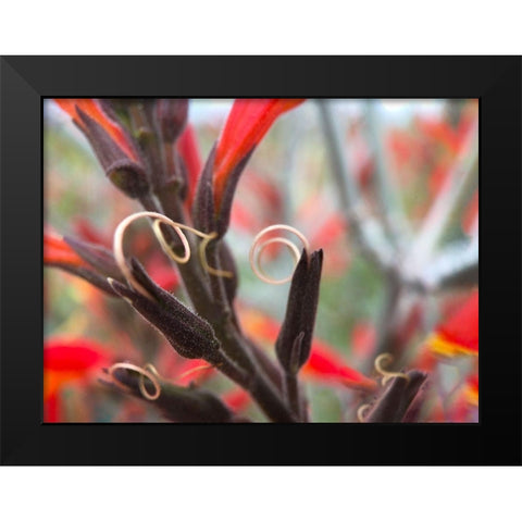 Chuparosa II Black Modern Wood Framed Art Print by Popcorn