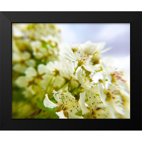 Hawthorn Bloom III Black Modern Wood Framed Art Print by Popcorn