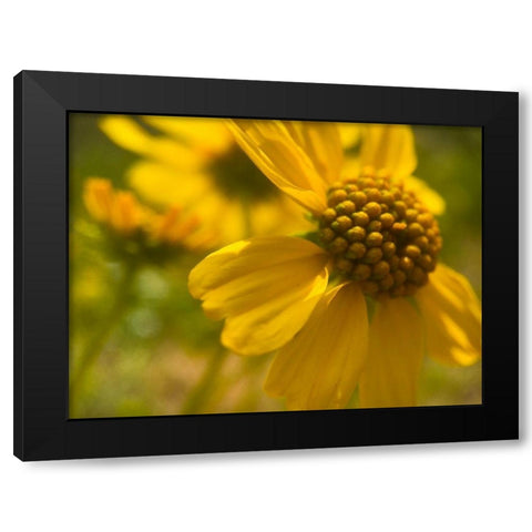 Wildflowers Nostalgia I Black Modern Wood Framed Art Print with Double Matting by Popcorn