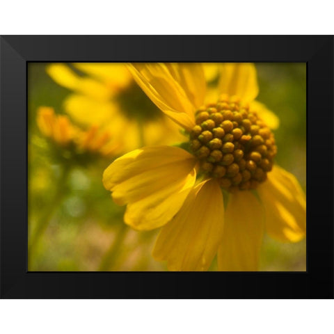 Wildflowers Nostalgia I Black Modern Wood Framed Art Print by Popcorn