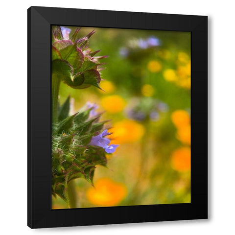 Wildflowers XLII Black Modern Wood Framed Art Print with Double Matting by Popcorn