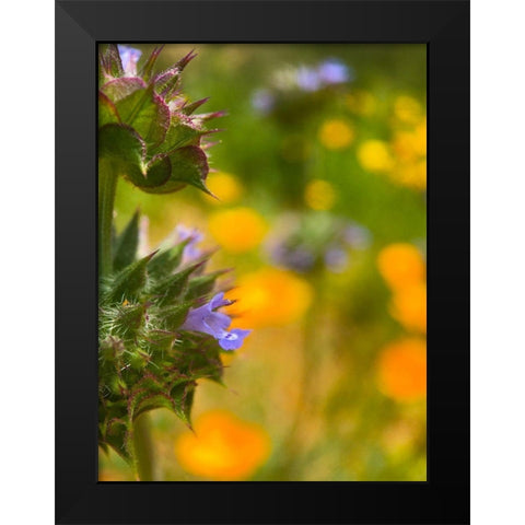 Wildflowers XLII Black Modern Wood Framed Art Print by Popcorn