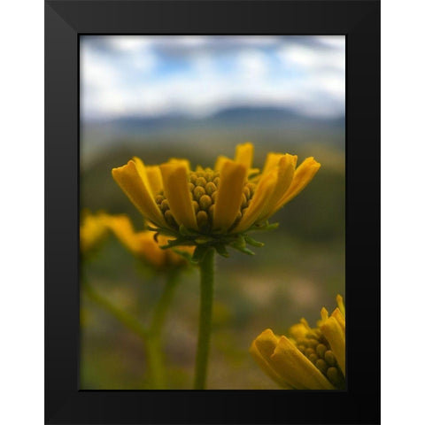 Wildflowers Nostalgia II Black Modern Wood Framed Art Print by Popcorn