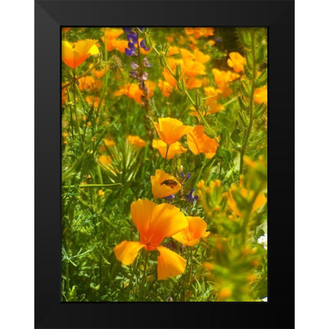 Wildflowers XLIV Black Modern Wood Framed Art Print by Popcorn