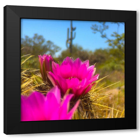 Hedgehog Boom II Black Modern Wood Framed Art Print with Double Matting by Popcorn