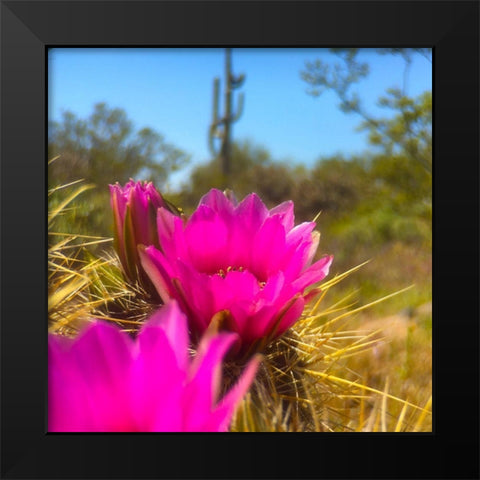 Hedgehog Boom II Black Modern Wood Framed Art Print by Popcorn