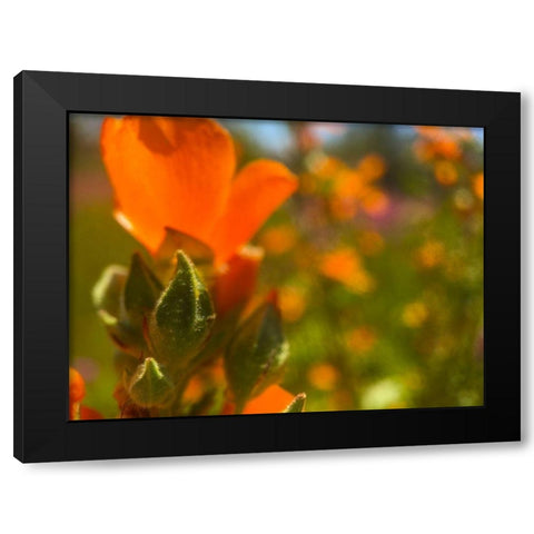 Wildflowers XLVI Black Modern Wood Framed Art Print with Double Matting by Popcorn