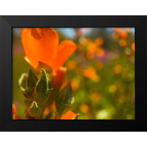 Wildflowers XLVI Black Modern Wood Framed Art Print by Popcorn