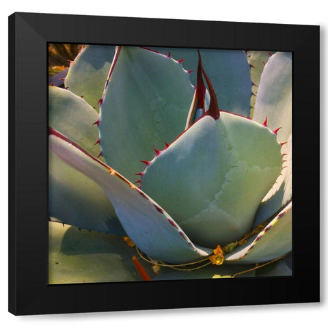 Mescal Agave B Black Modern Wood Framed Art Print with Double Matting by Tenoever, William